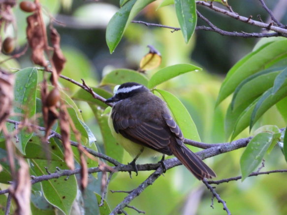MYLOZETETES-CAYANENSIS-RUSTY-MARGINED-FLYCATCHER-.jpg